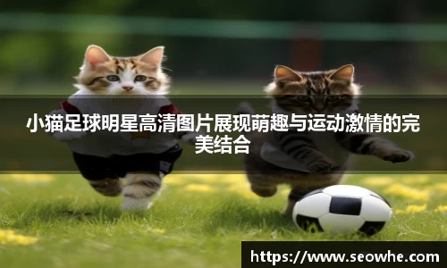 小猫足球明星高清图片展现萌趣与运动激情的完美结合
